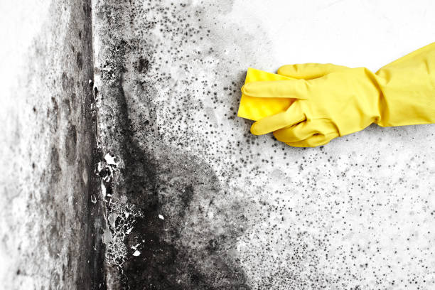 Best Certified Mold Removal  in Catonsville, MD