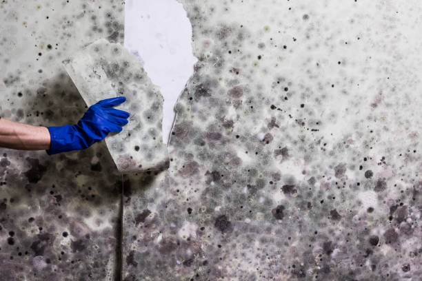 Best Fast Mold Removal  in Catonsville, MD