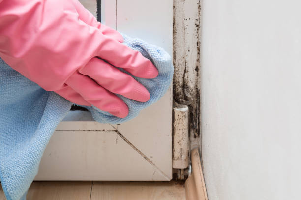 Best Mold Damage Repair  in Catonsville, MD