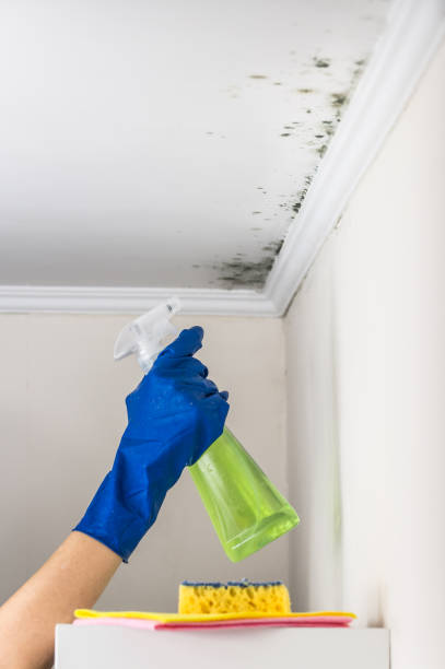 Best Professional Mold Removal  in Catonsville, MD