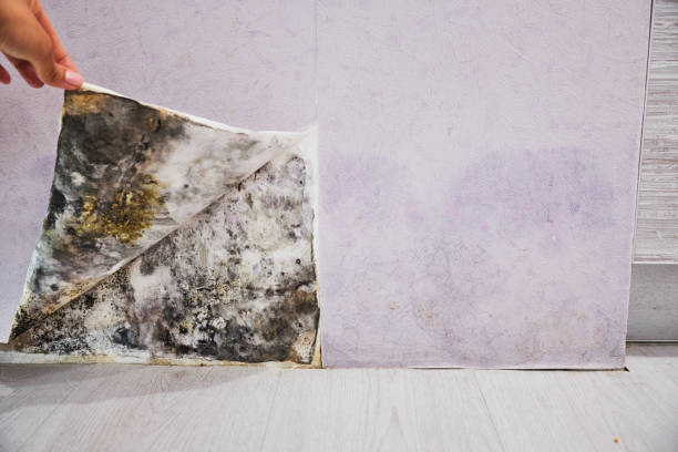 Best Commercial Mold Removal  in Catonsville, MD
